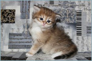 Female Siberian Kitten from Deedlebug Siberians